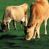 Enzymes for animal feed and agriculture