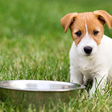 Enzymes for petfood digest production