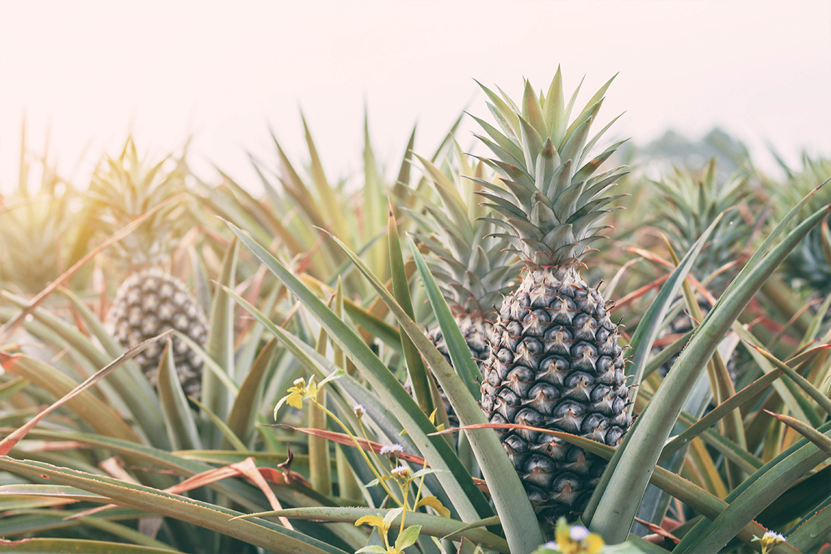 Featured image for “Alternatives for Bromelain in Food Processing Applications”