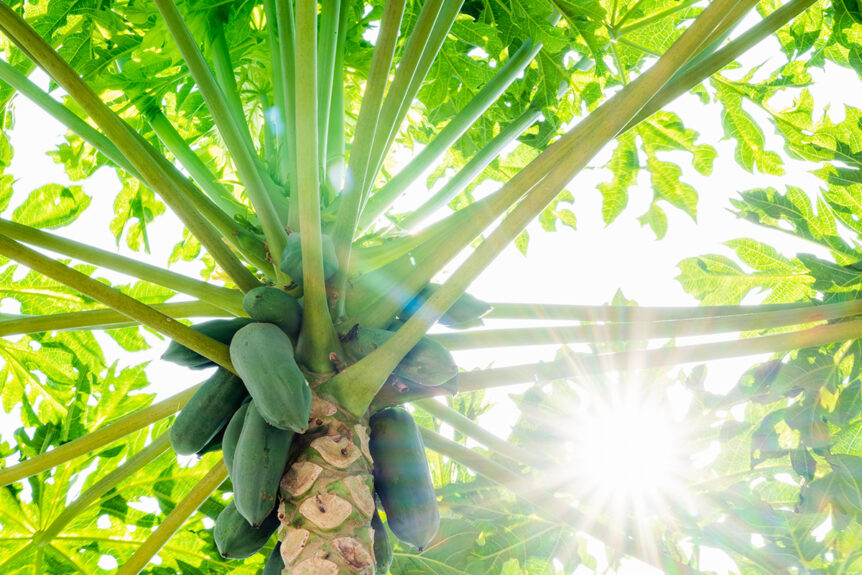 Papaya and Papain