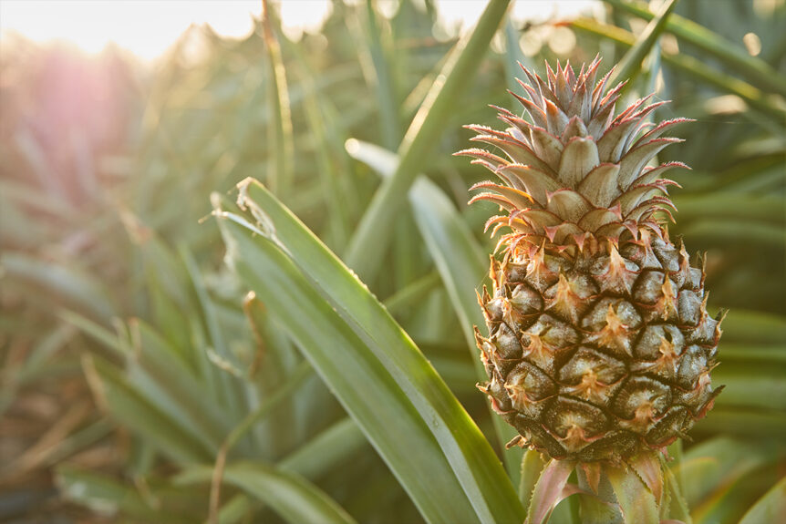 Bromelain
