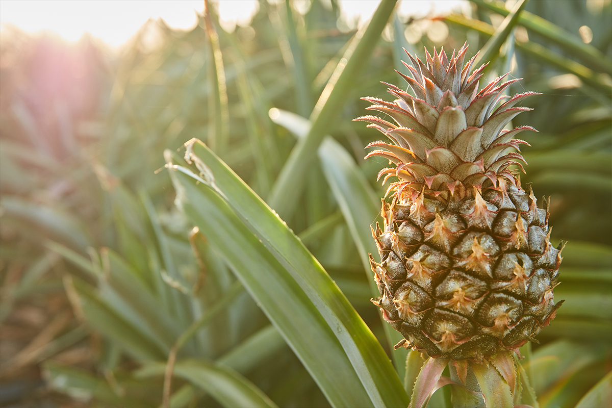 Featured image for “So…You Got a Great Deal on Bromelain”